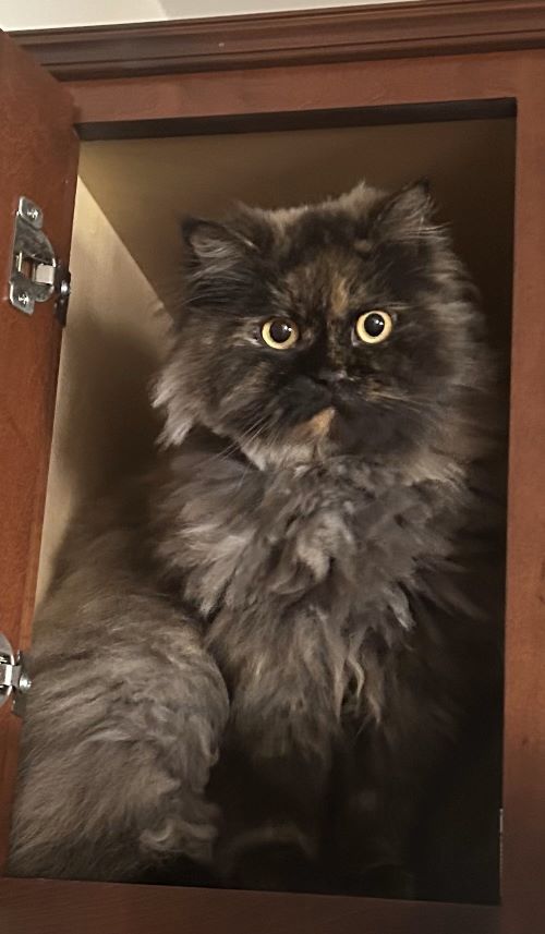 Cute cat in the cabinet